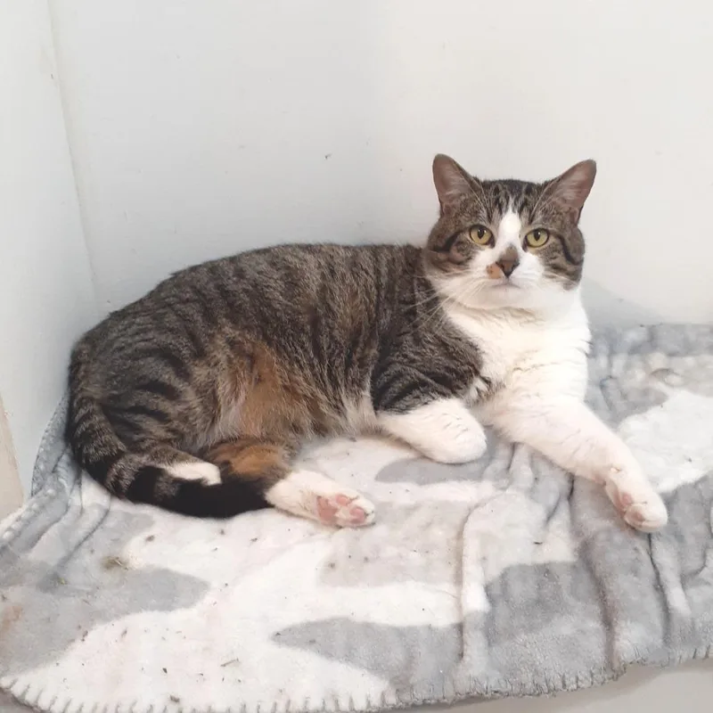 An adult large-sized male Brown / Chocolate Domestic Short Hair cat named Caesar for adoption in Pittsburgh, PA