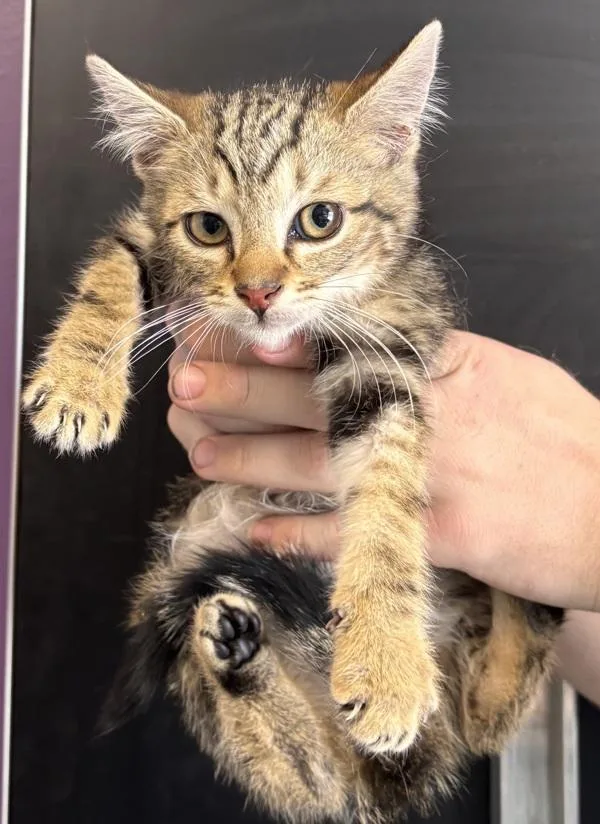 A baby small-sized male Domestic Short Hair cat named Rio for adoption in Salt Lake City, UT