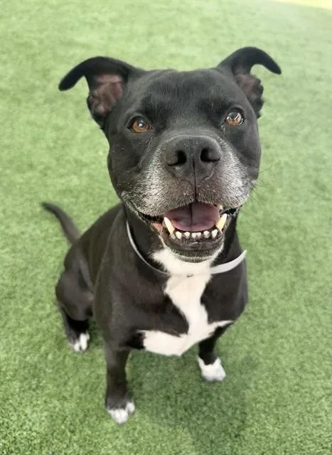 An adult medium-sized male Pit Bull Terrier dog named Loki for adoption in Castaic, CA