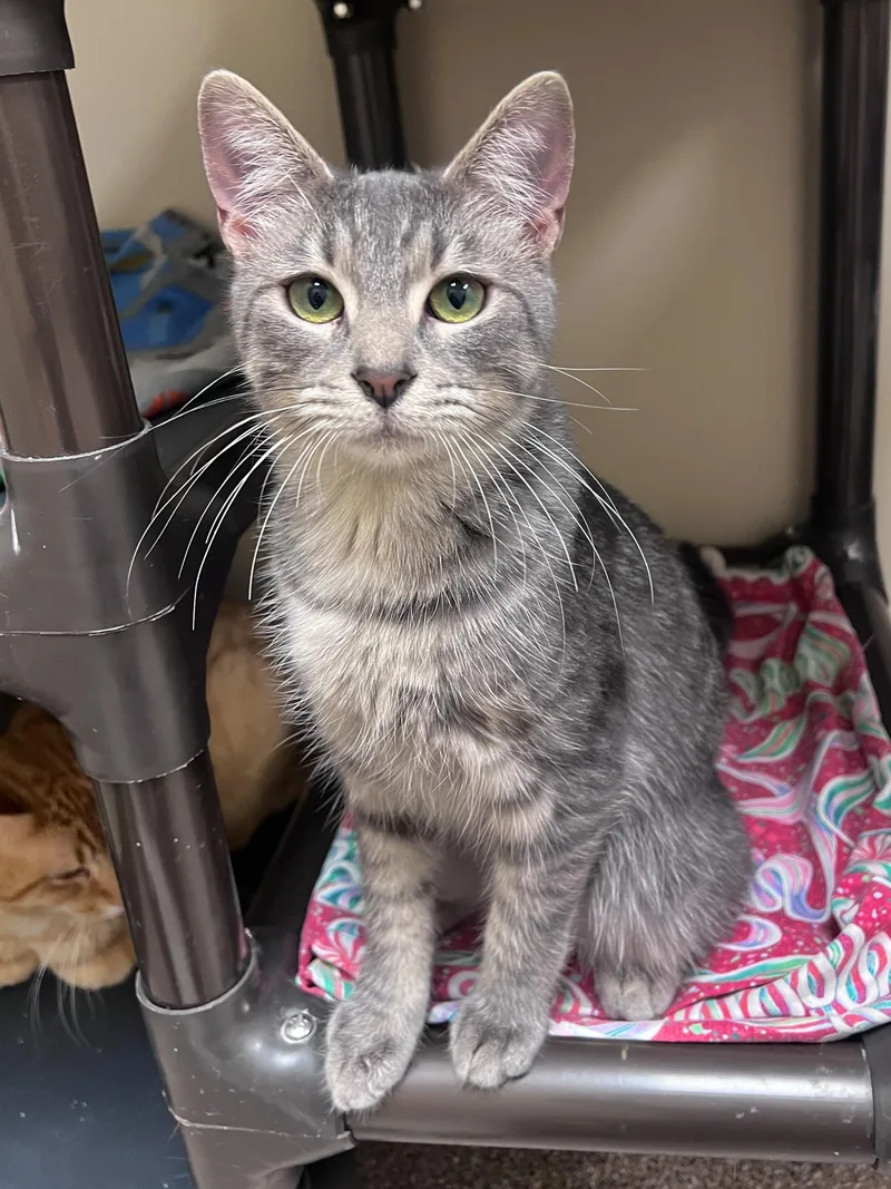An adult medium-sized male Tabby (Gray / Blue / Silver) Domestic Short Hair cat named Carter for adoption in Arlington Heights, IL
