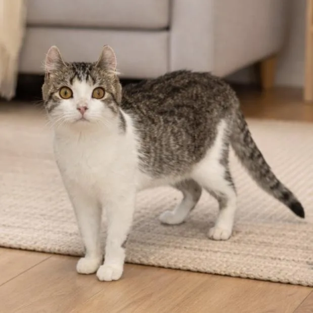 A young small-sized female Tabby (Gray / Blue / Silver) American Curl cat named Caddi for adoption in Bentonville, AR