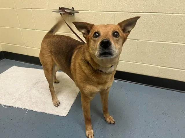 An adult medium-sized female Shiba Inu dog named Jade for adoption in Denver, CO