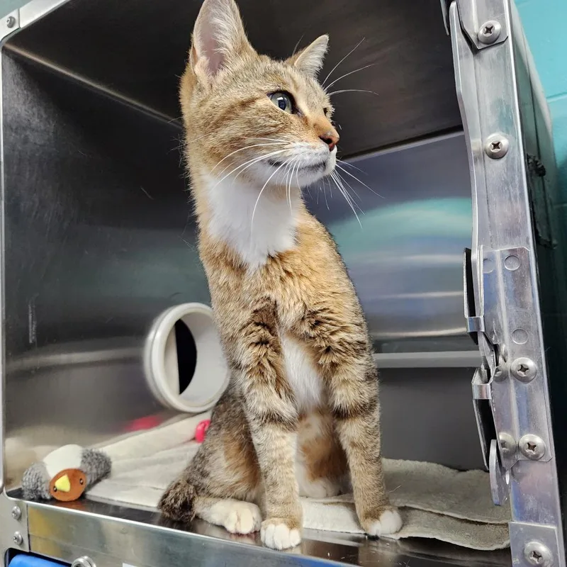 An adult medium-sized female Brown / Chocolate Domestic Short Hair cat named Bobbi for adoption in Grand Rapids, MI