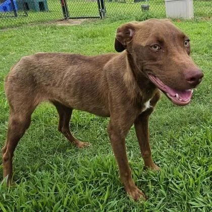 A young medium-sized female Brown / Chocolate Labrador Retriever dog named Folder for adoption in East Hanover, NJ