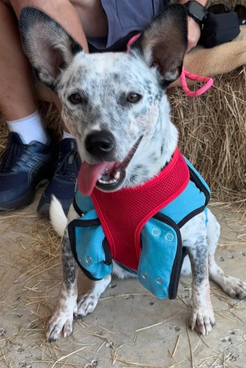 A young small-sized female Cattle Dog named Bindi for adoption in ESTERO, FL