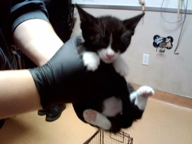 A baby small-sized male Domestic Short Hair cat named A for adoption in Martinez, CA