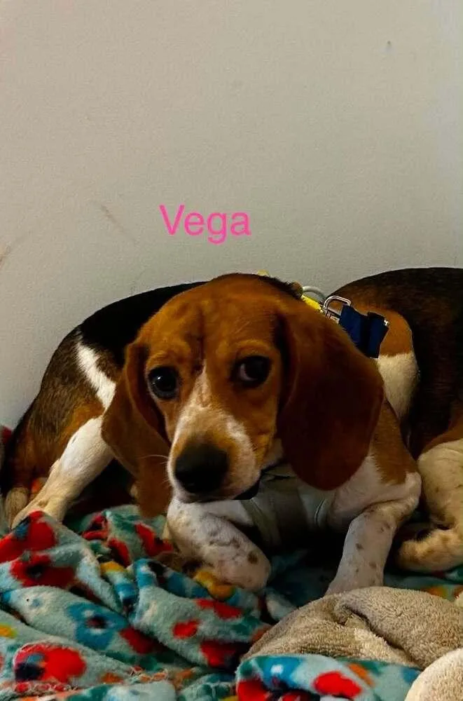 A young small-sized female Beagle dog named Vega Freegle for adoption in Waunakee, WI