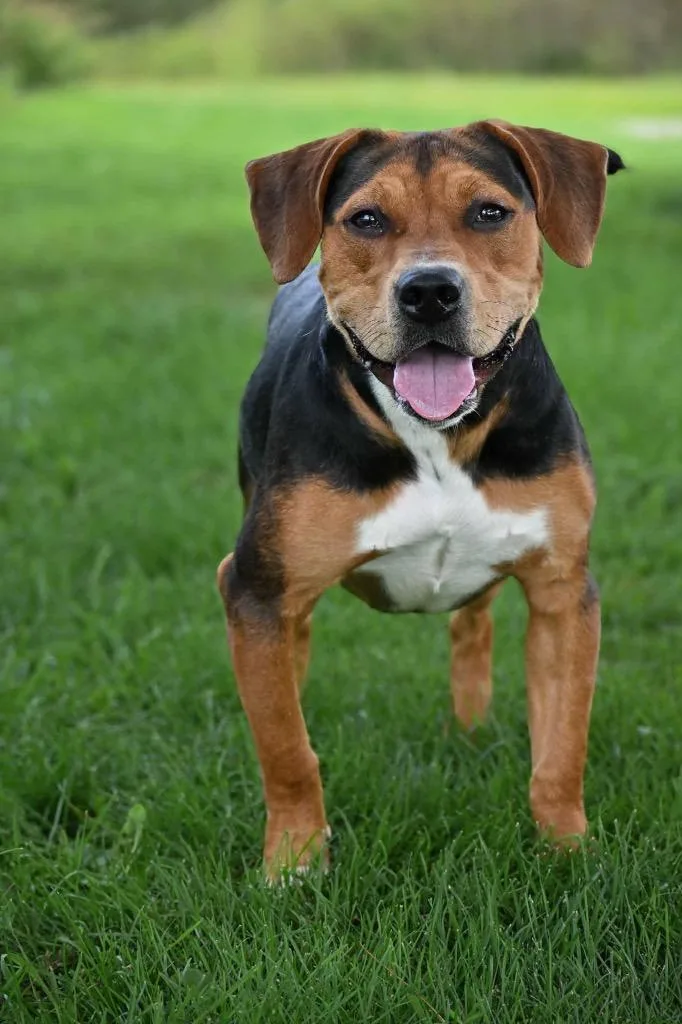 A young large-sized male Beagle dog named Steven for adoption in Lagrange, IN