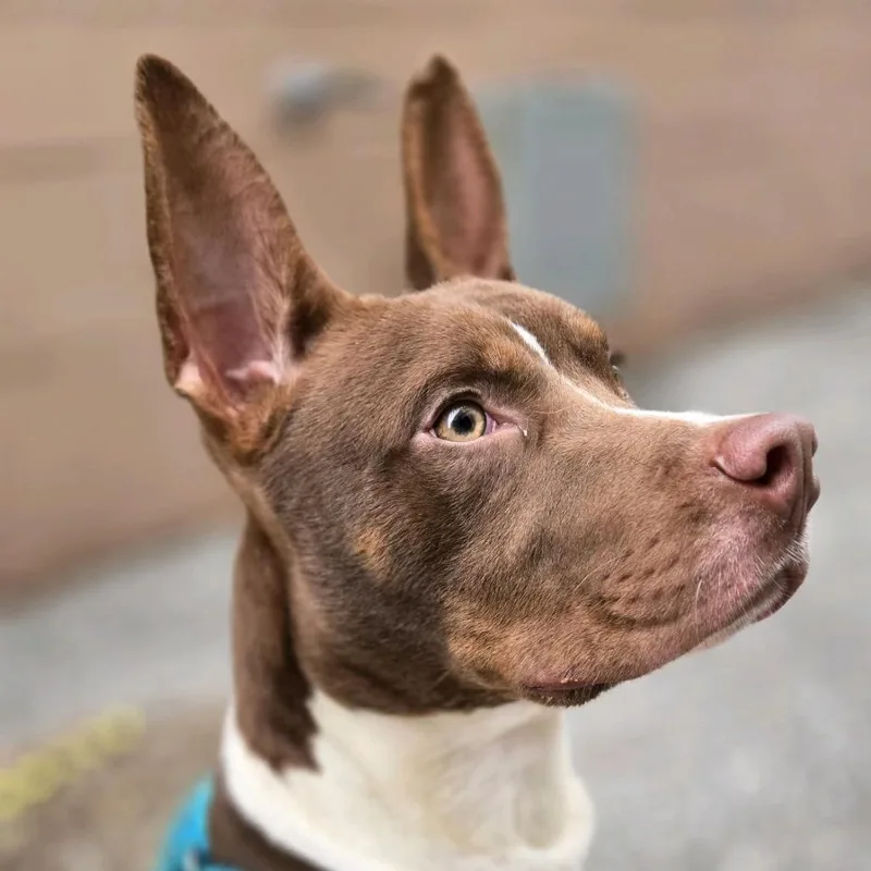 Osbourne thumbnail 3