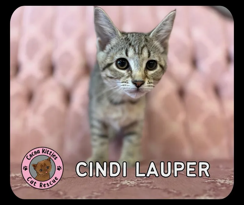 A baby small-sized female Domestic Short Hair cat named Cindi Lauper for adoption in Hershey, PA