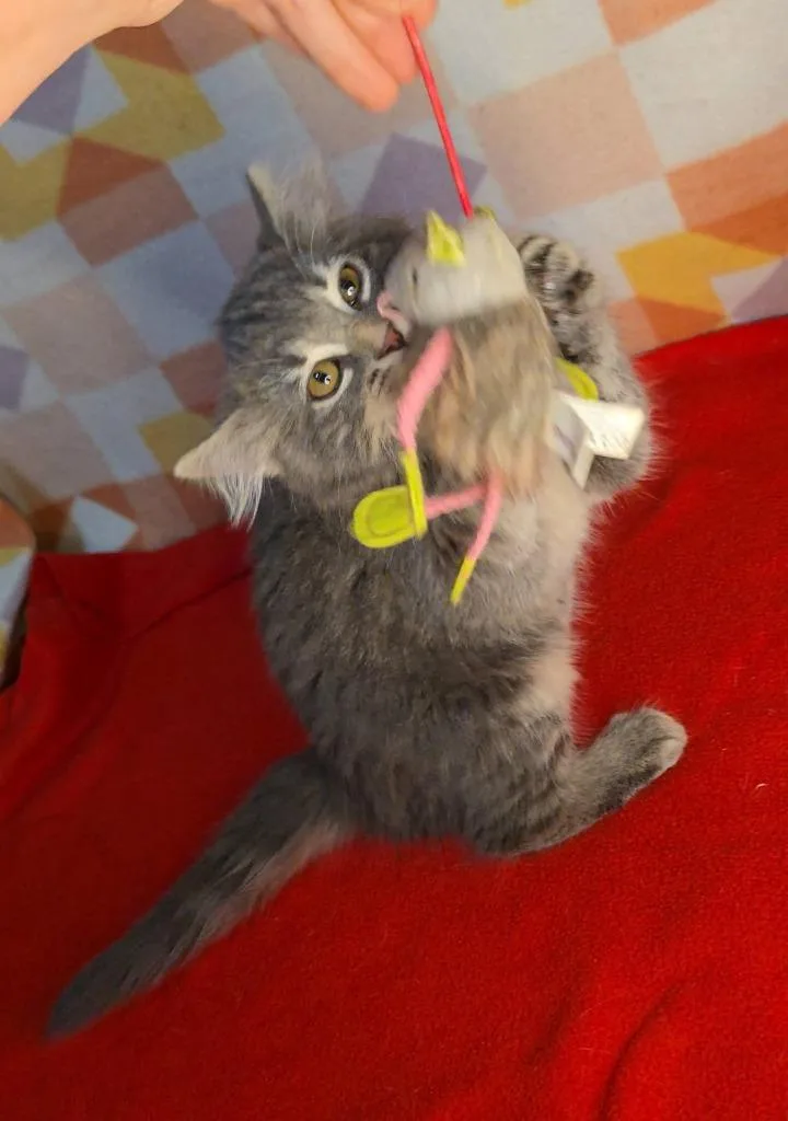 A baby medium-sized male Domestic Short Hair cat named Magnus for adoption in Miami, OK
