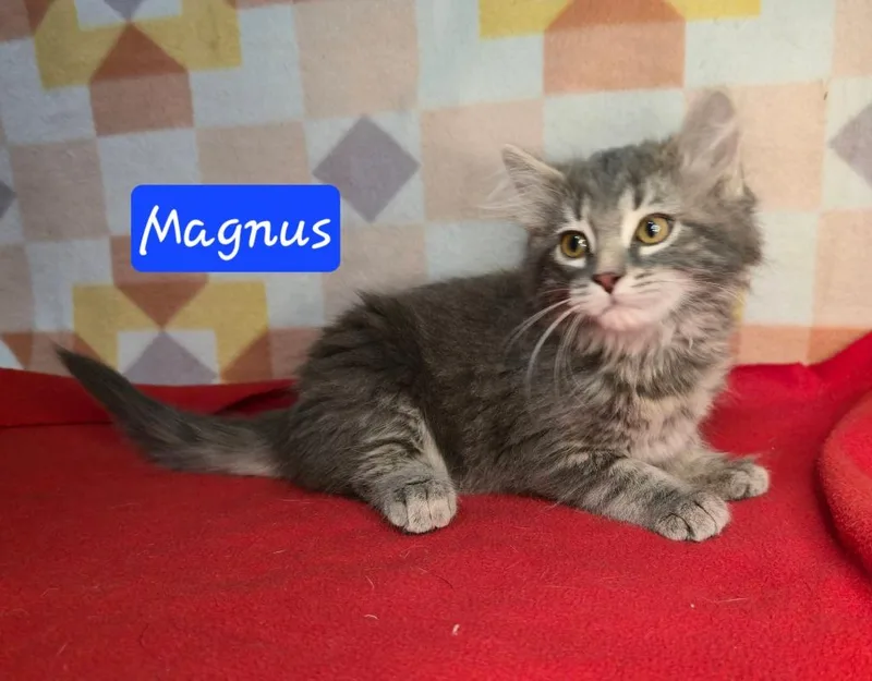 Magnus thumbnail 3