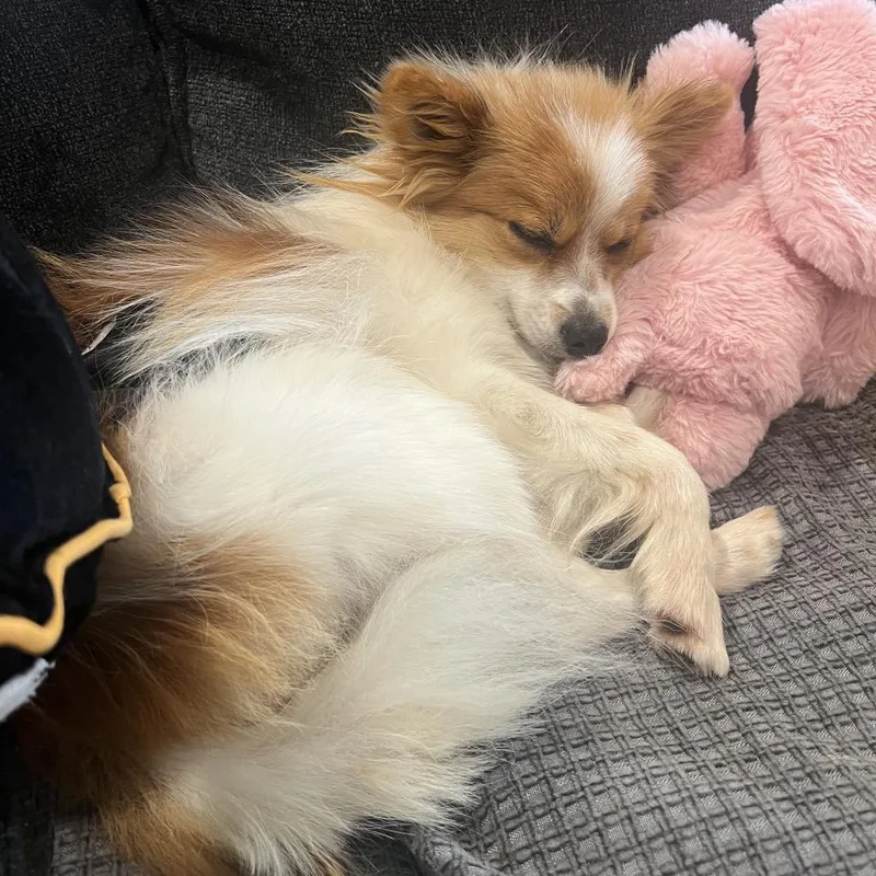 A young small-sized male Pomeranian dog named Boo for adoption in Sinking Spring, PA