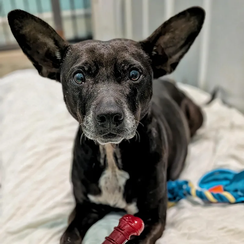 An adult small-sized female Harlequin Mixed Breed dog named Smiley for adoption in Eustis, FL