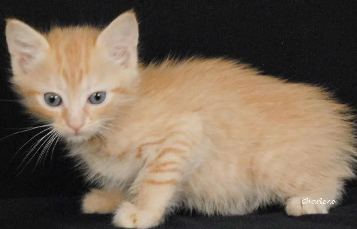 A baby medium-sized female Tabby (Orange / Red) Tabby cat named Fenty for adoption in Newland, NC