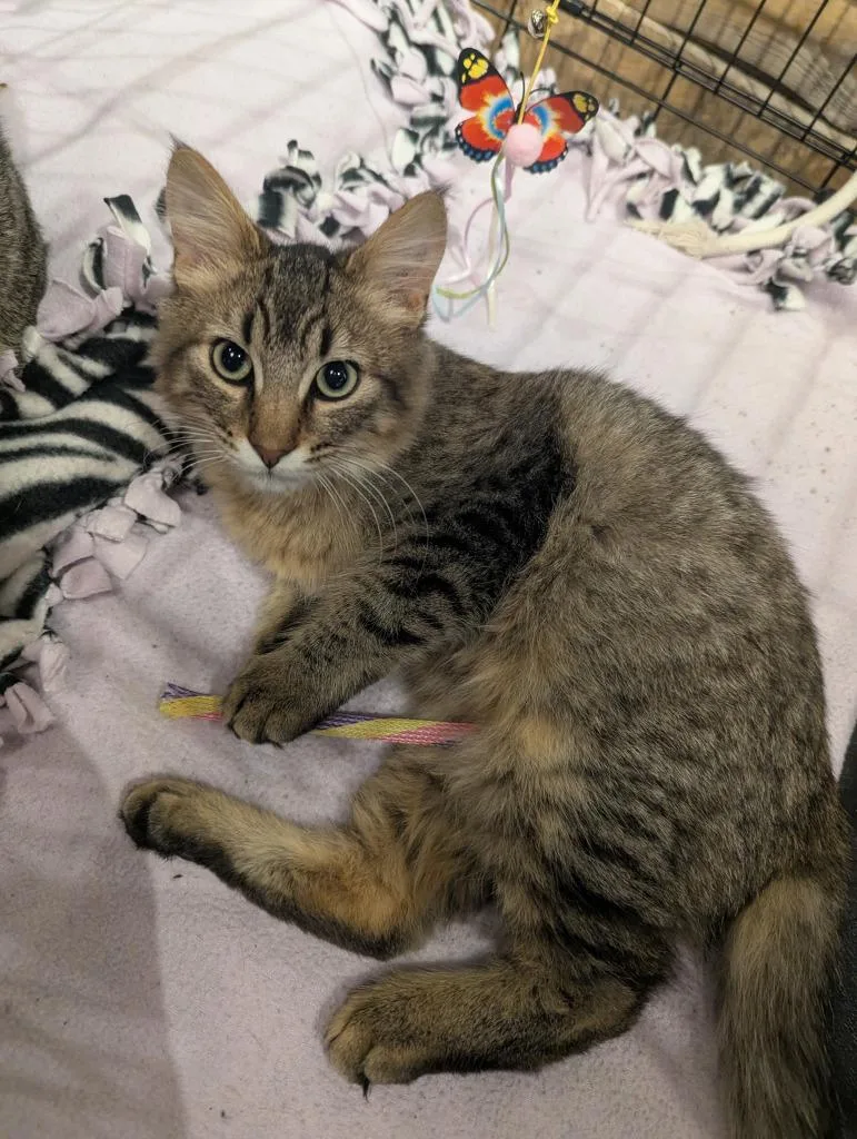 A baby medium-sized male Domestic Short Hair cat named Meatloaf for adoption in St. Cloud, MN