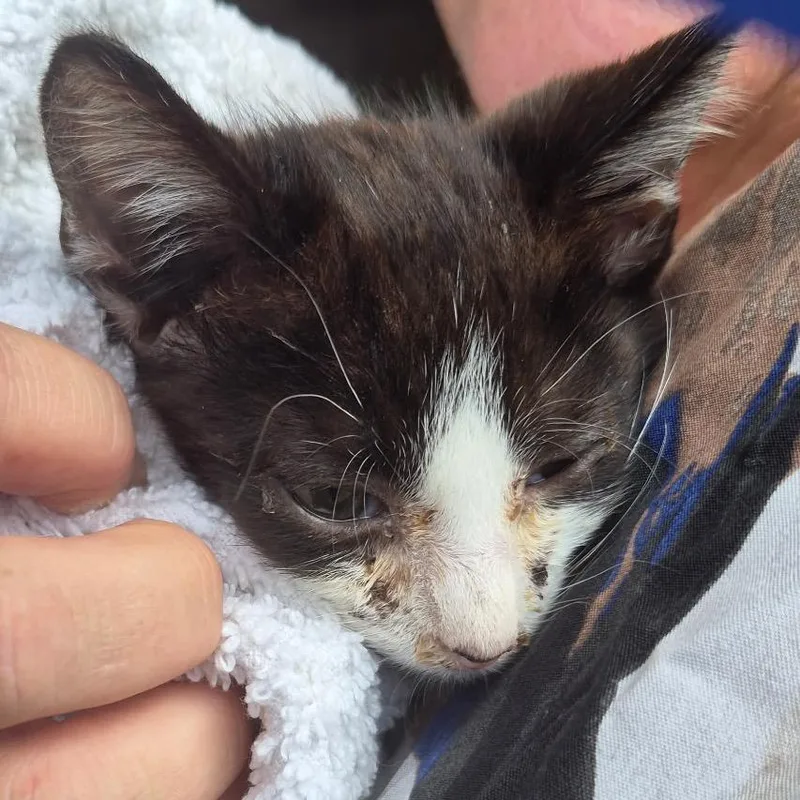 A baby small-sized male White Domestic Short Hair cat named Ellis for adoption in Columbus, GA