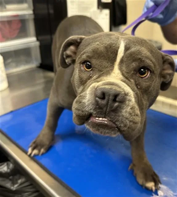 An adult large-sized female American Bulldog dog named Mushroom for adoption in Phoenix, AZ