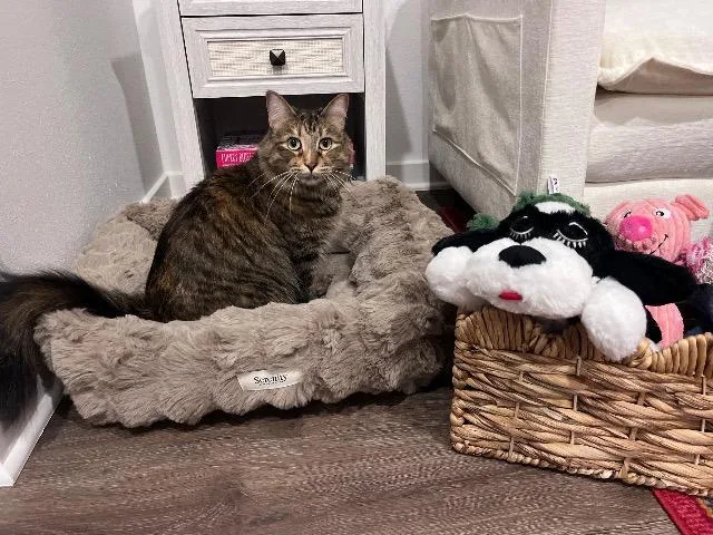 An adult small-sized female Domestic Medium Hair cat named Faye for adoption in Fayetteville, AR