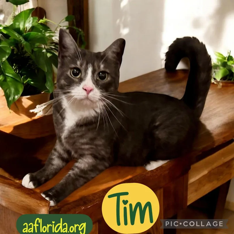 Tim