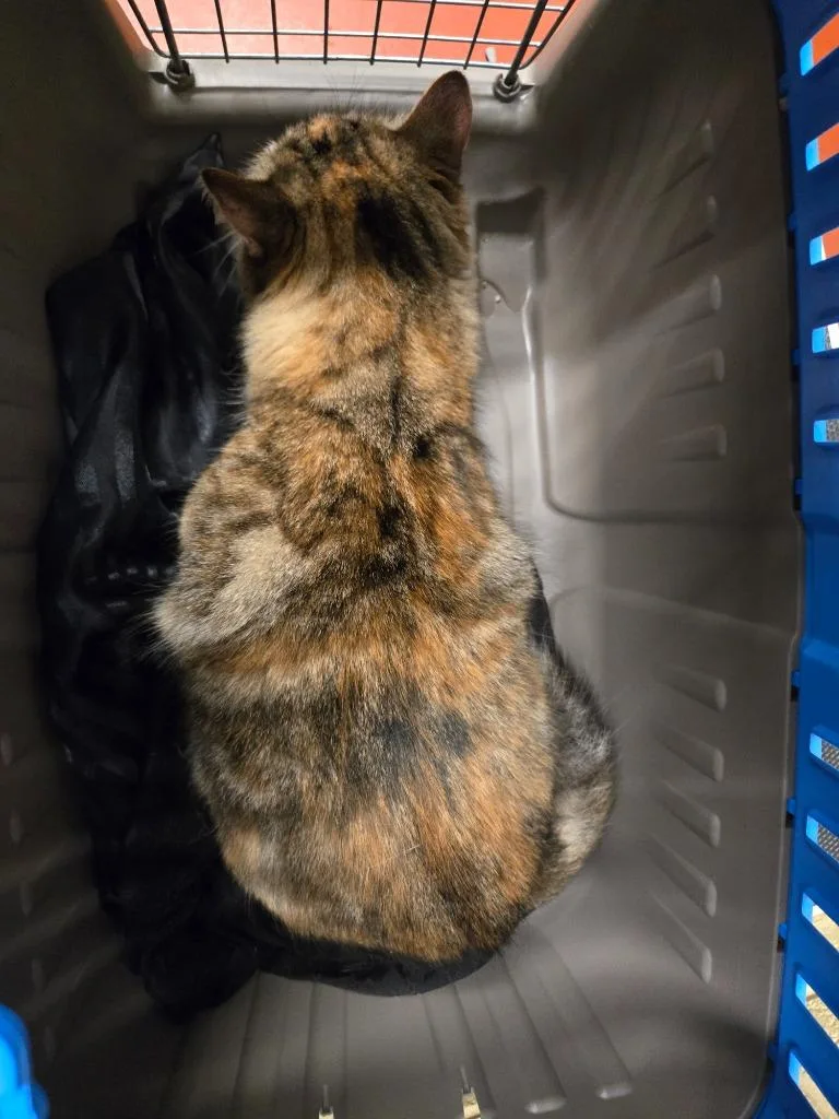 An adult medium-sized female Domestic Short Hair cat named Peace for adoption in Douglasville, GA