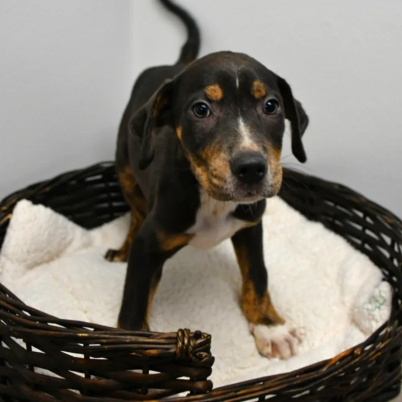 A baby small-sized male Black Pit Bull Terrier dog named Hot Summer Days for adoption in Beaumont, TX