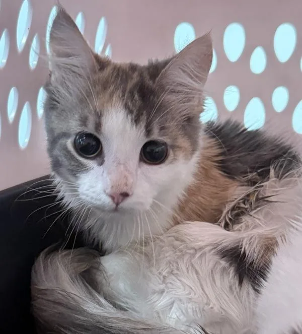 A baby small-sized female Domestic Short Hair cat named Samara for adoption in Ridgewood, NY