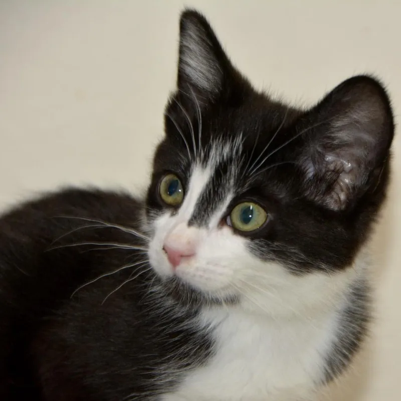 A baby small-sized female Black Domestic Short Hair cat named Ava for adoption in Los Angeles, CA
