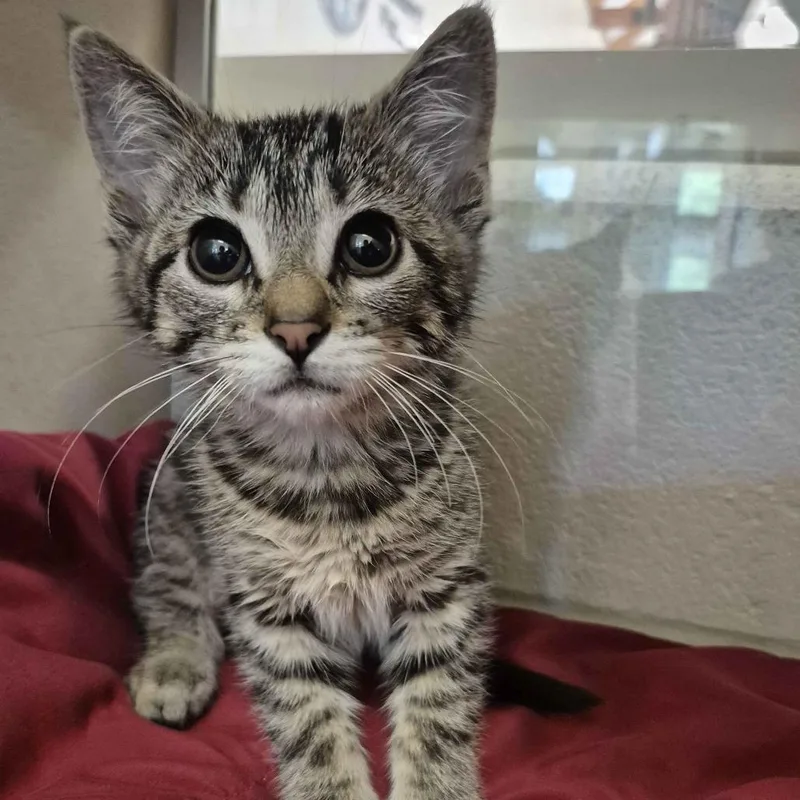 A baby small-sized female Brown / Chocolate Domestic Short Hair cat named Tortilla for adoption in Gloucester, VA