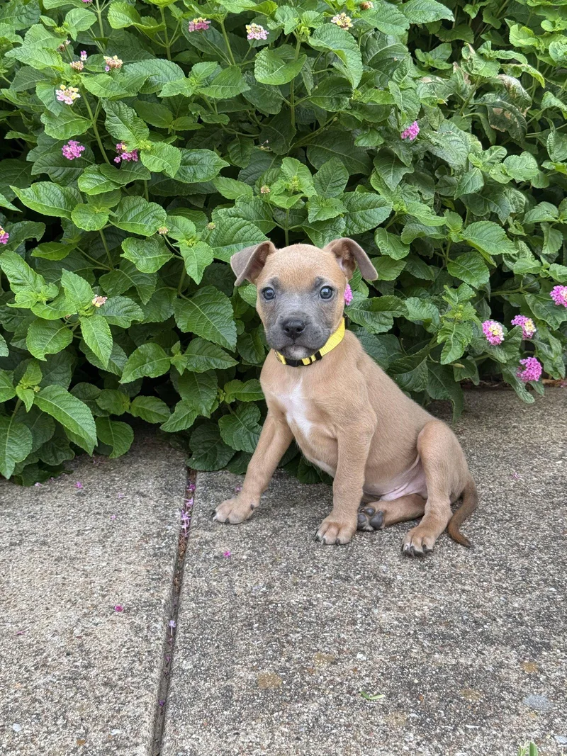 A young medium-sized male Terrier dog named Weston for adoption in Euless, TX