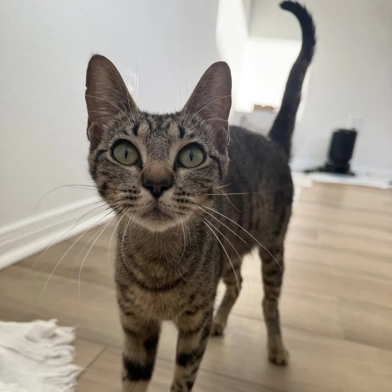 A baby medium-sized female Gray / Blue / Silver Domestic Short Hair cat named Tootie for adoption in Baytown, TX