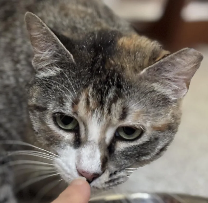 Little Miss Harriet!