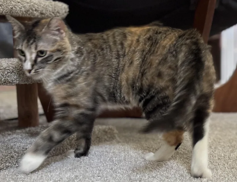 Little Miss Harriet! thumbnail 2