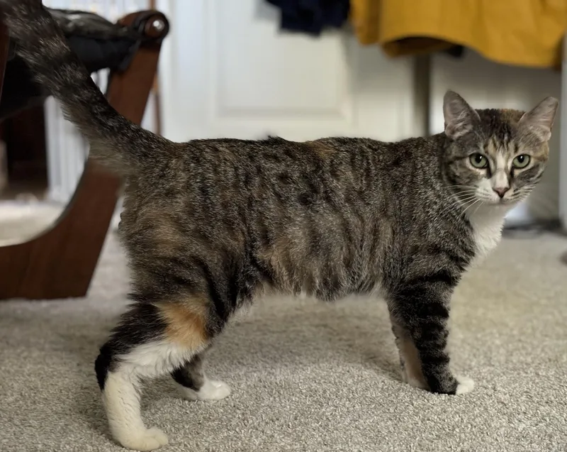 Little Miss Harriet! thumbnail 3