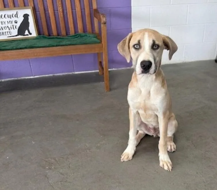 A young medium-sized male Labrador Retriever dog named Tanner for adoption in North Prairie, WI