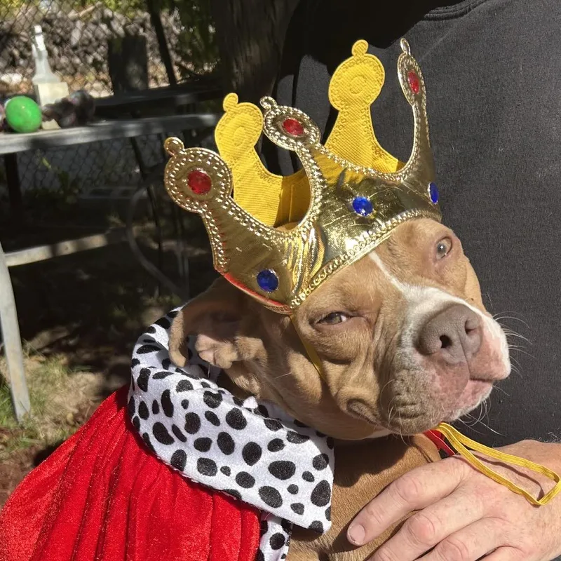 Miss Muppet thumbnail 3