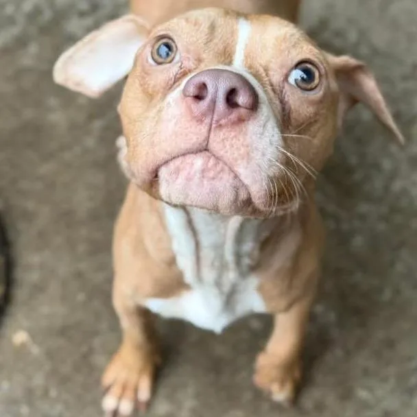 Miss Muppet thumbnail 4