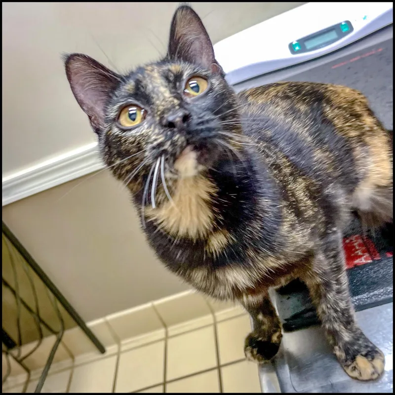 A young medium-sized female Tortoiseshell Domestic Short Hair cat named Amber for adoption in Roswell, GA