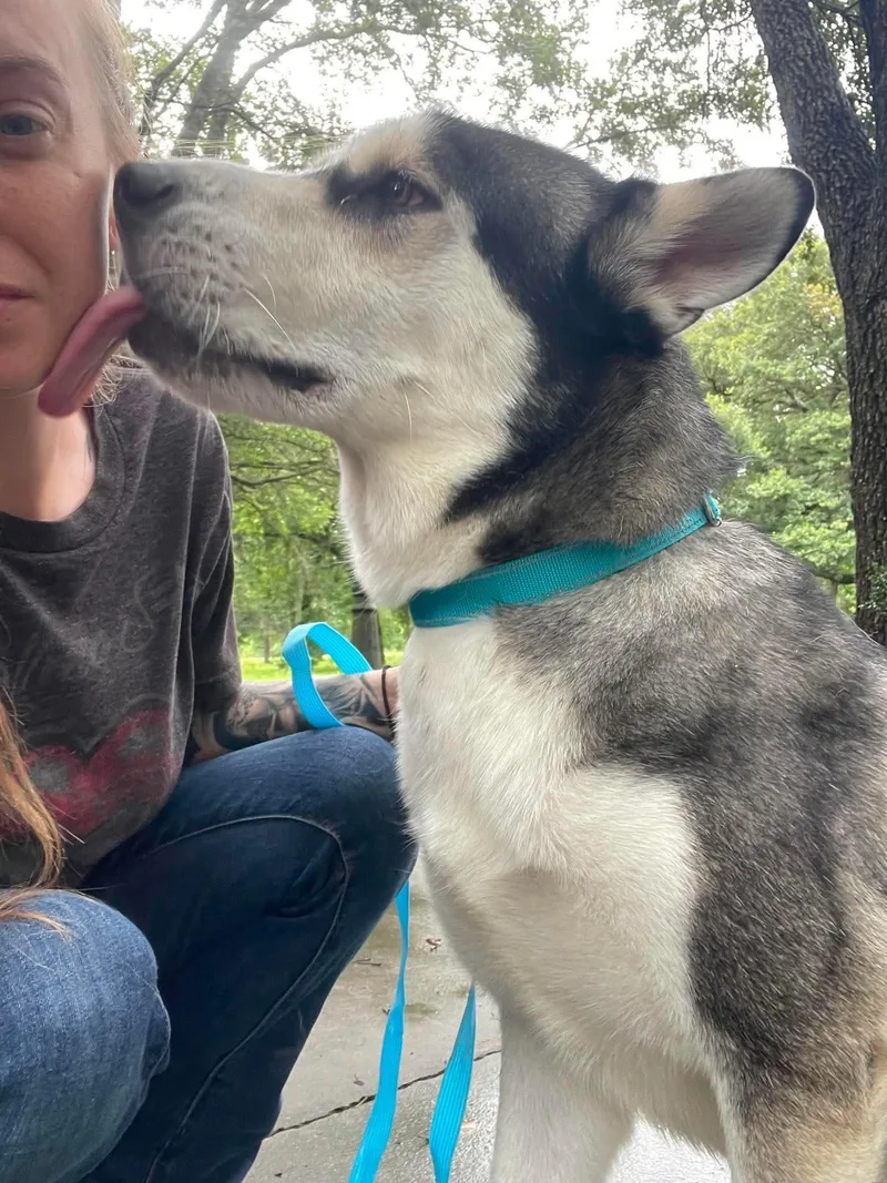 An adult large-sized male Gray / Blue / Silver Husky dog named Richie for adoption in Humble, TX