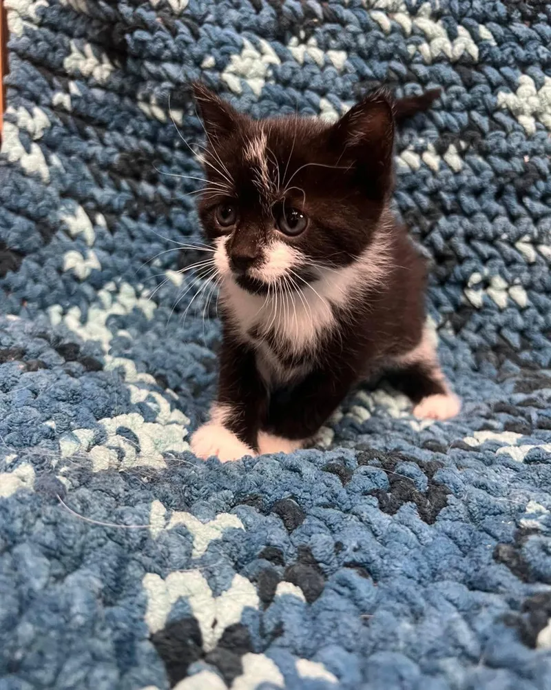 A baby medium-sized female Black & White / Tuxedo Domestic Short Hair cat named Fiadh for adoption in Avoca, PA