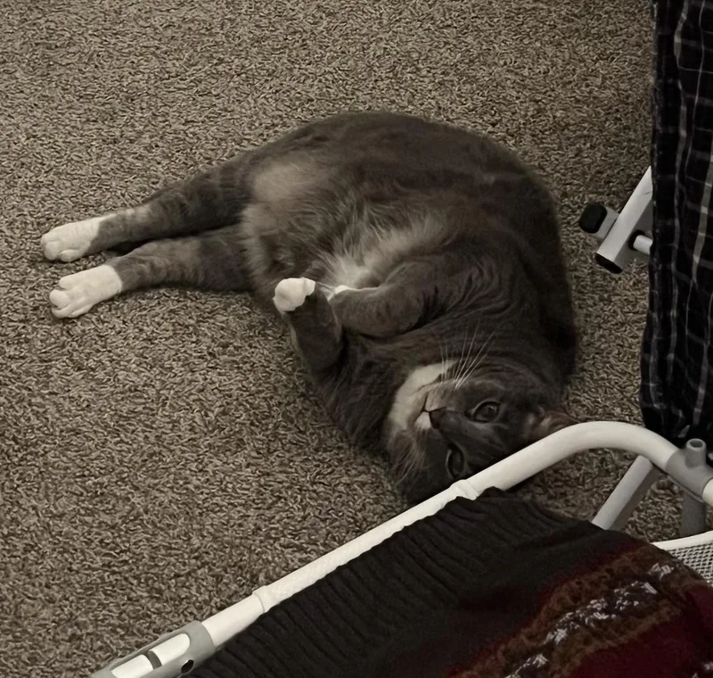 An adult medium-sized female Gray / Blue / Silver Domestic Short Hair cat named Cora for adoption in Columbus, OH