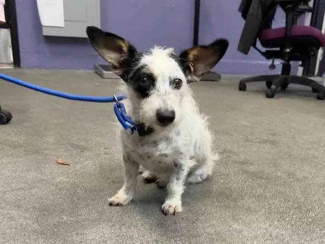 A young small-sized female Terrier dog named Star for adoption in Fairfield, CA