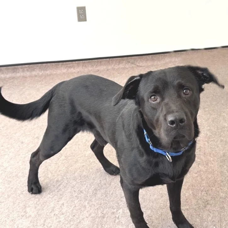 An adult large-sized male Black Labrador Retriever dog named Darrin for adoption in Saint Louis, MO