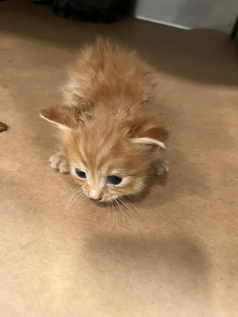 A baby small-sized male Domestic Short Hair cat named Kendel for adoption in Cartersville , GA