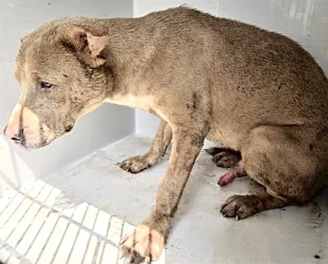 A young large-sized male Labrador Retriever dog named Everest for adoption in Houston, TX