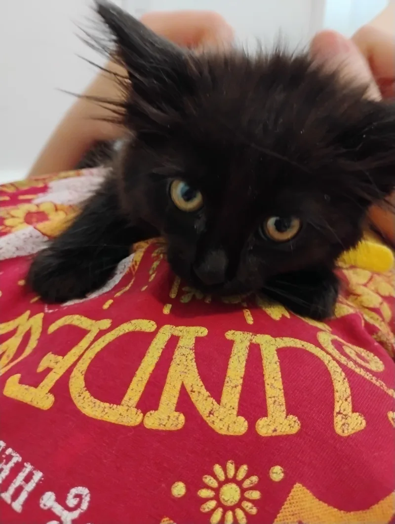 A baby medium-sized female Black Domestic Short Hair cat named Sun Beam for adoption in Fruit Heights, UT