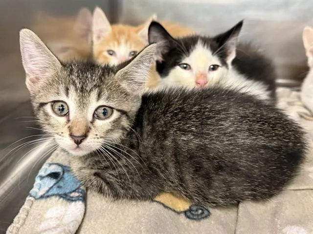 A baby small-sized male Domestic Short Hair cat named Charlie for adoption in Grand Prairie, TX