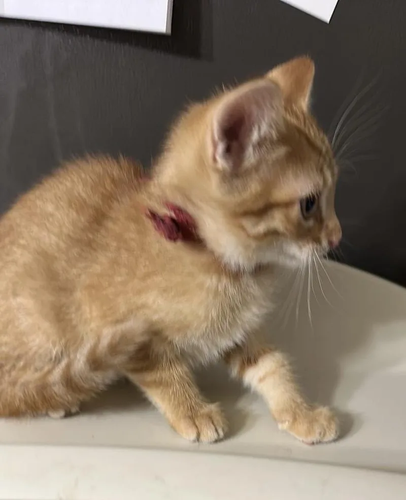A baby medium-sized male Domestic Short Hair cat named Twinkie for adoption in Bolivar, MO