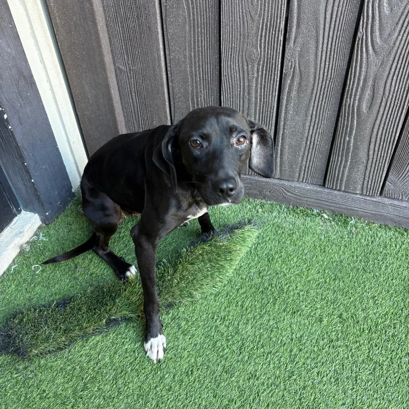 An adult medium-sized female Black Hound dog named Betty for adoption in LOXAHATCHEE, FL