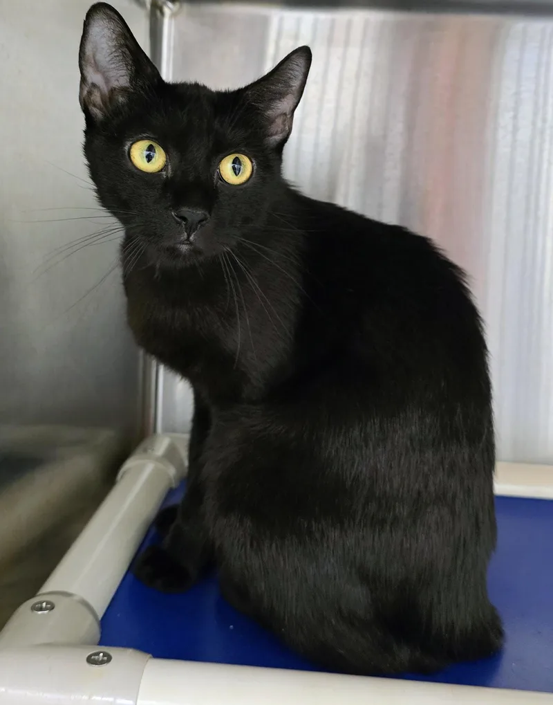 An adult medium-sized female Black Domestic Short Hair cat named Morticia for adoption in Amityville, NY